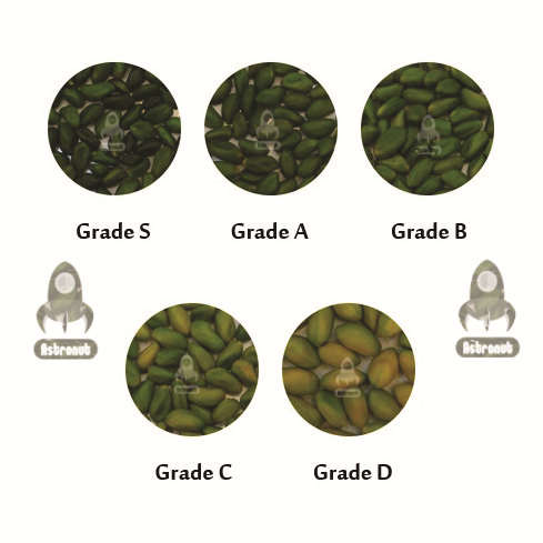 Green Peeled Pistachio Kernels grades Astronut